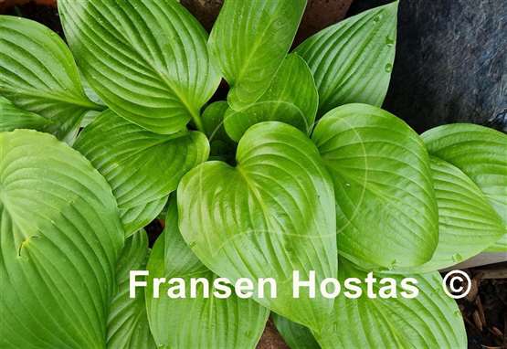 Hosta Shiny Leather